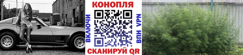 Бошки марихуана семена  Аргун 